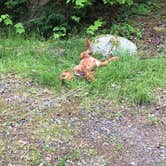 Review photo of Blackwoods Campground — Acadia National Park by Brie R., August 1, 2018