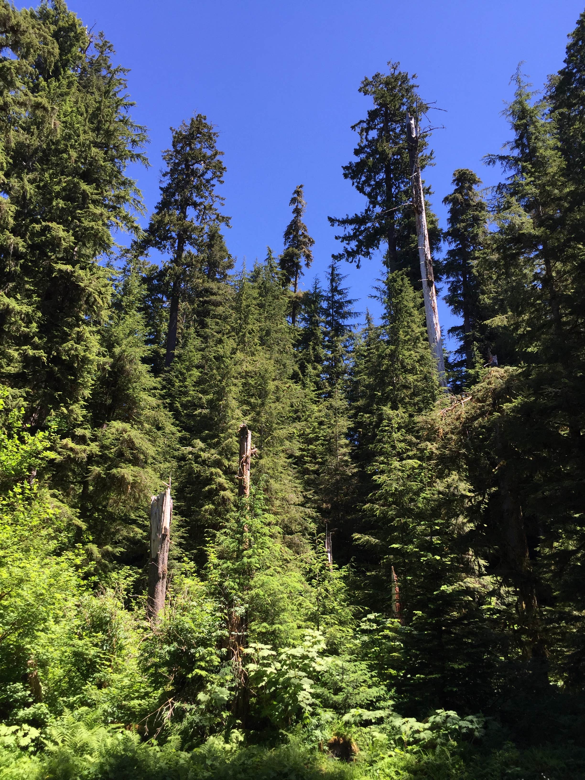 Camper submitted image from Sol Duc Hot Springs Resort Campground — Olympic National Park - 2