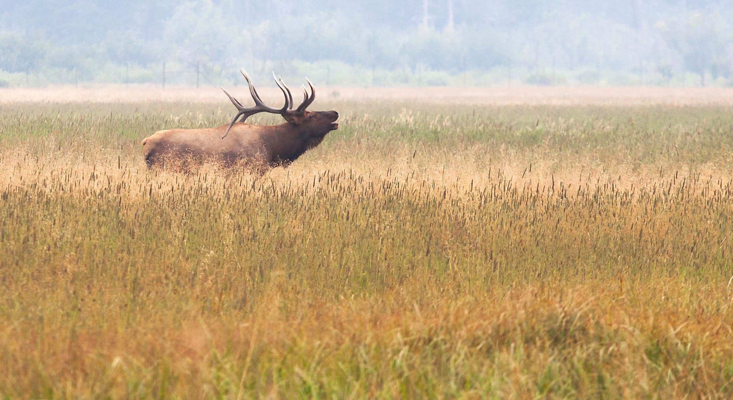 Bull elk bugling in Moraine Park, RMNP near Moraine Park Campground Rocky Mountain National Park