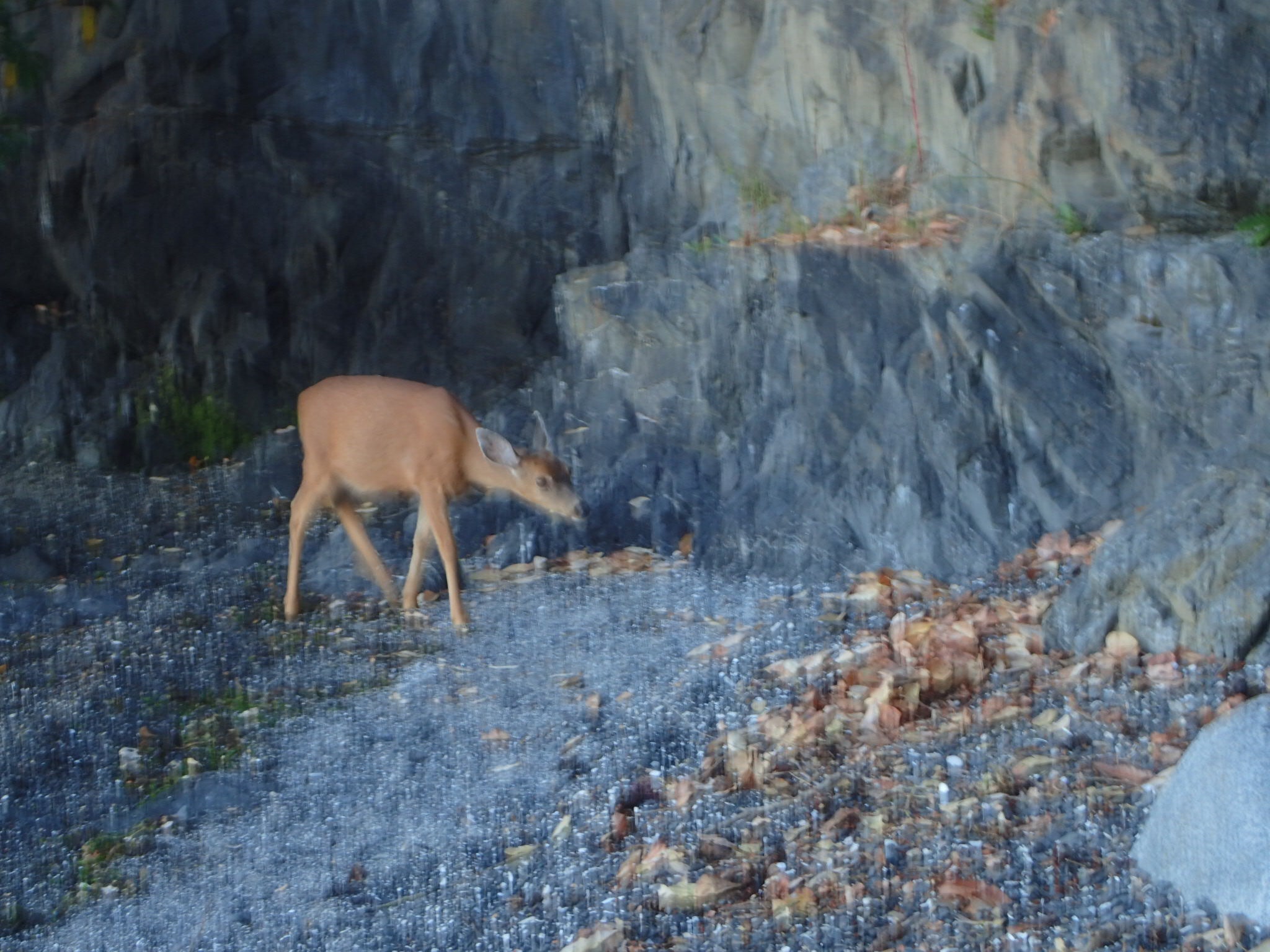 Blurry photo of a far too brave deer