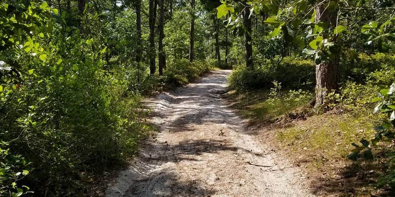 Camper submitted image from Lower Forge — Wharton State Forest