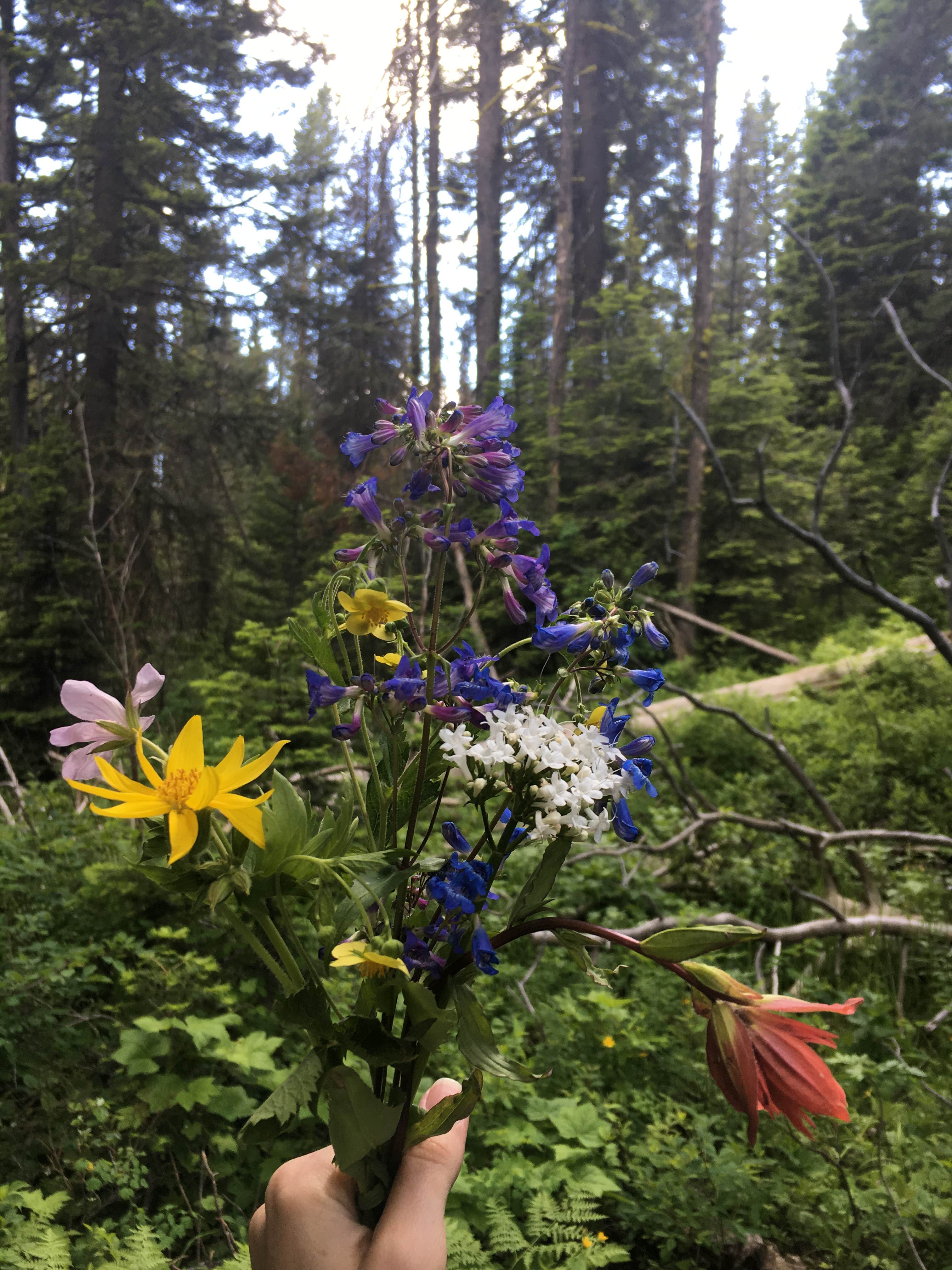 Camper-submitted photo at Sage Hen Flats Campground near Blackfoot, ID