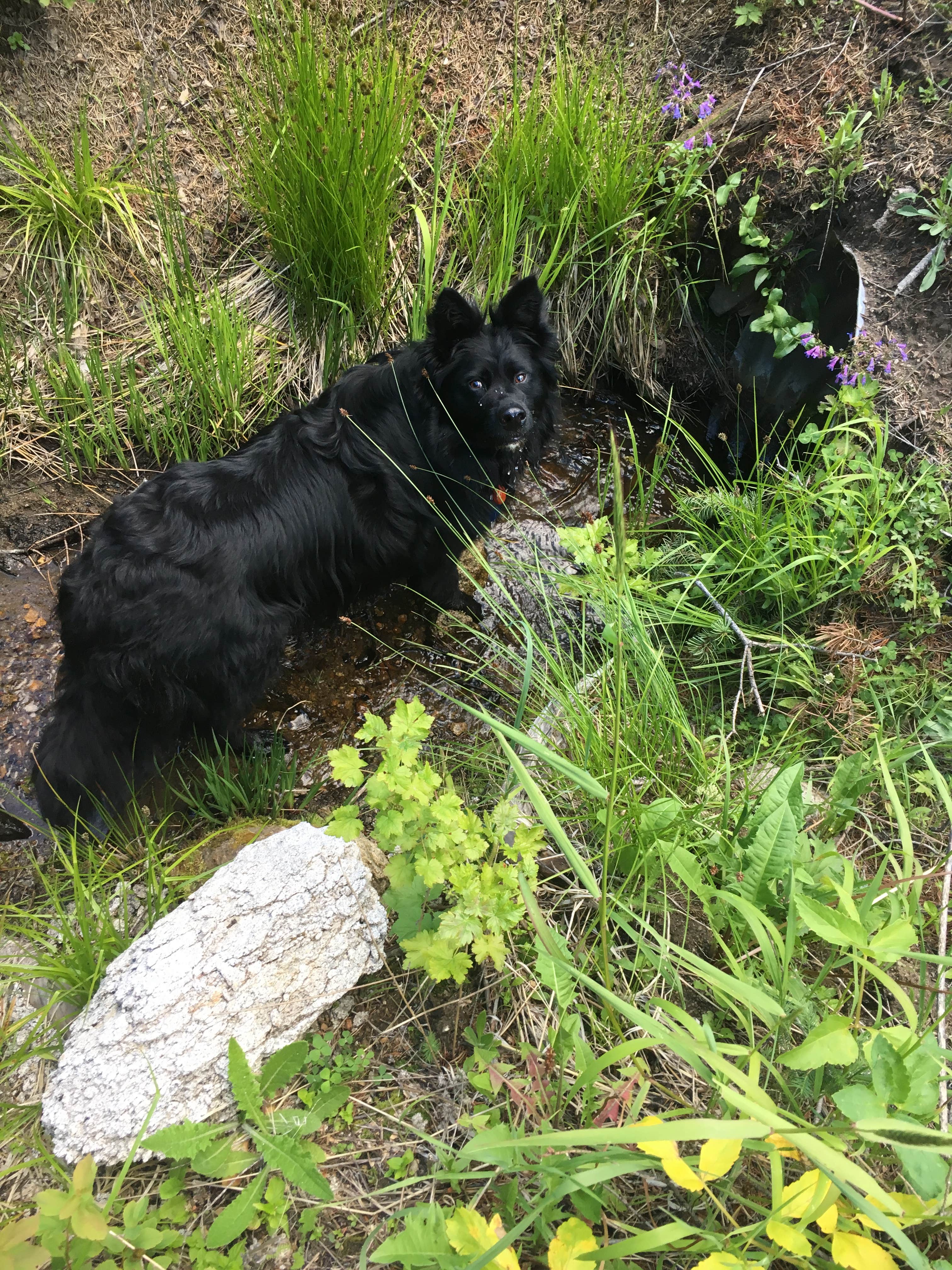 Camper-submitted photo at Sage Hen Flats Campground near Blackfoot, ID