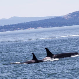 Orca whales, seen on San Juan Island, WA. Photo by me, Amanda McConnell with Canon 5D Mark ii