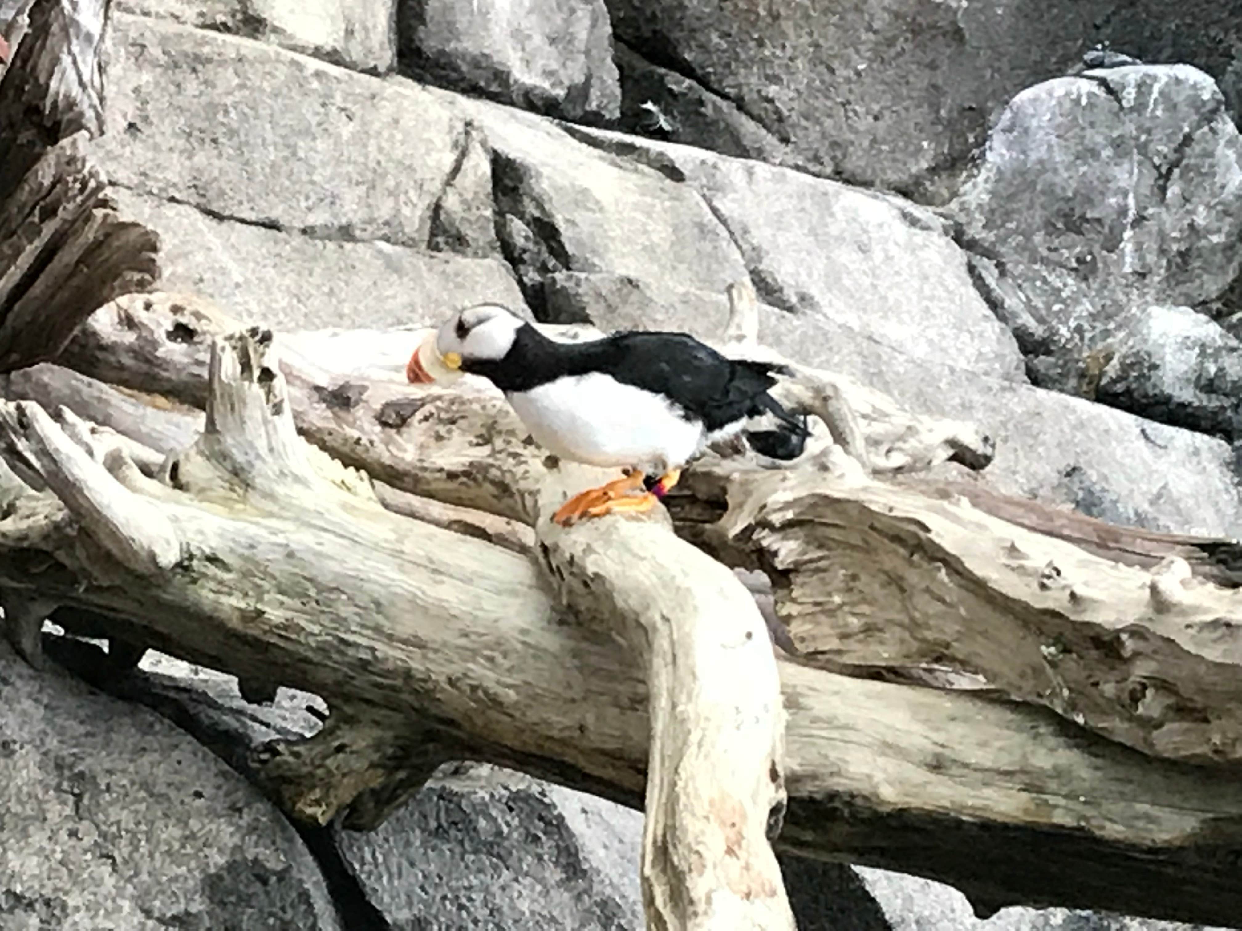 Animals