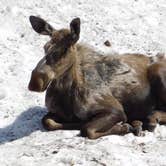 Review photo of Many Glacier Campground — Glacier National Park by Teresa B., August 2, 2018