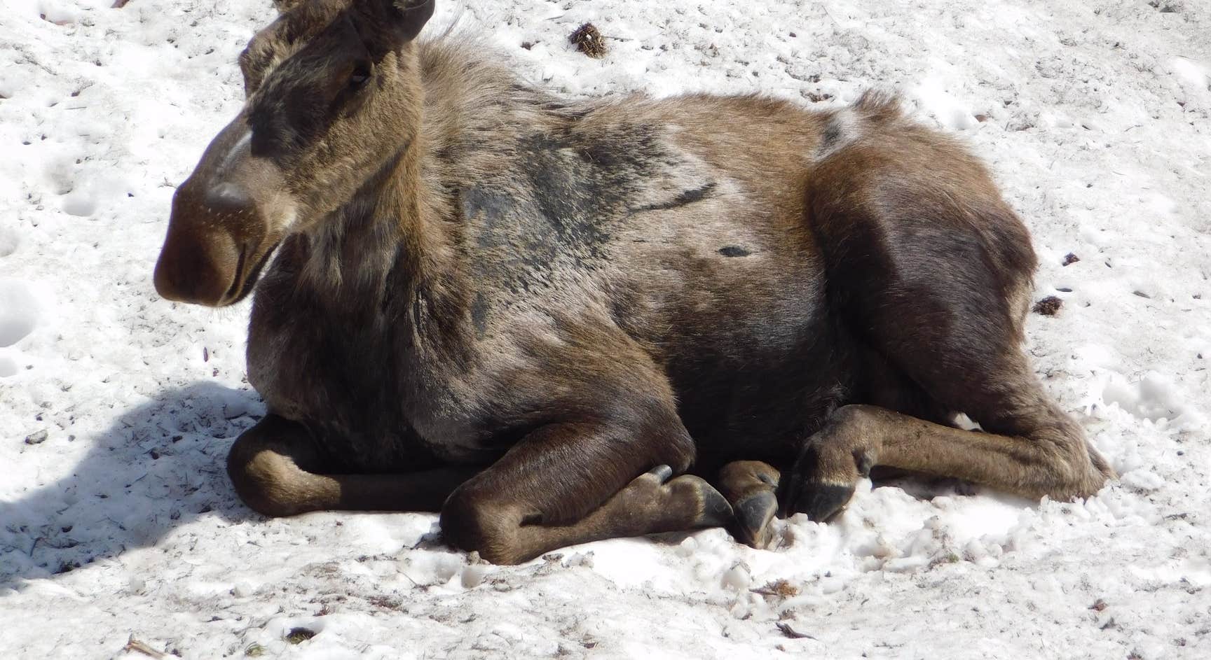 Moose Laying Down near Many Glacier Campground Glacier National Park