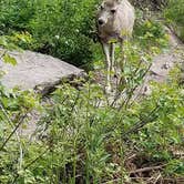 Review photo of St Mary Campground - Glacier National Park — Glacier National Park by Teresa B., August 2, 2018