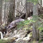 Review photo of Apgar Campground — Glacier National Park by Teresa B., August 2, 2018