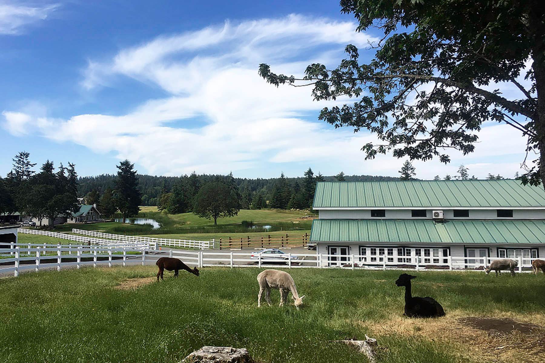 Krystal Acres Alpaca Farm 
