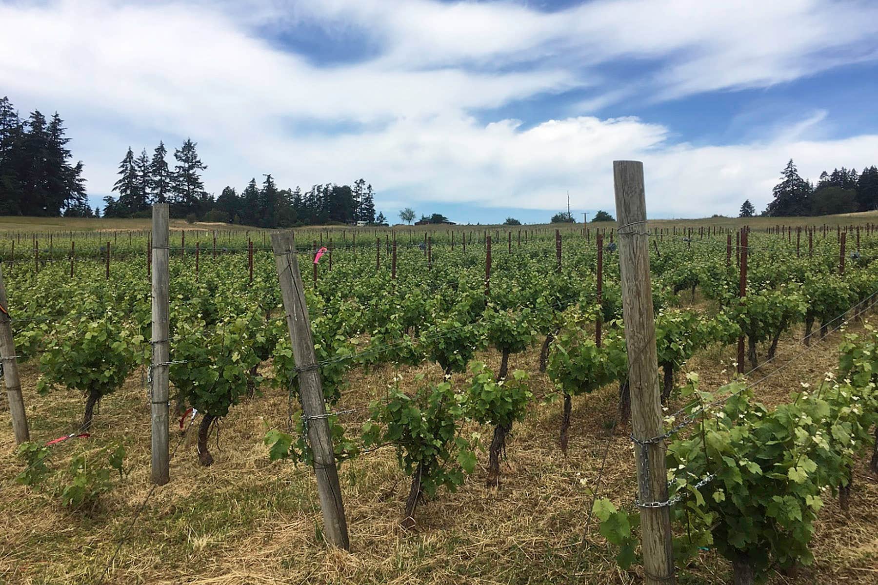 San Juan Vineyards 