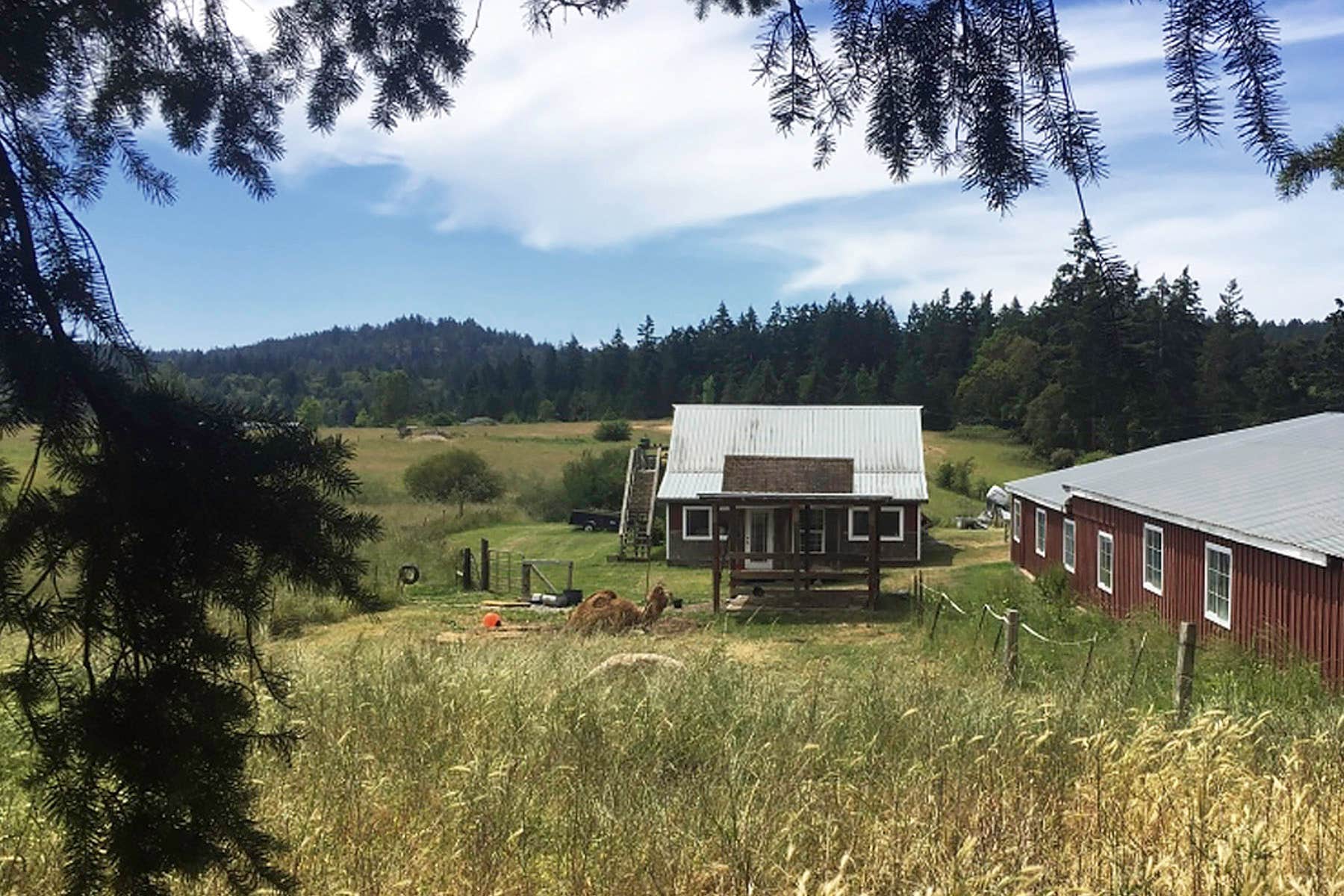Mona the camel, across from San Juan Vineyards, San Juan Island, WA. 