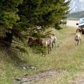 Review photo of Canyon Campground — Yellowstone National Park by Carla S., July 29, 2016