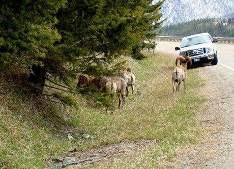 Camper submitted image from Canyon Campground — Yellowstone National Park - 2