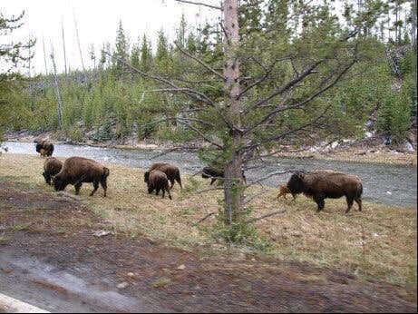 Canyon campground shop yellowstone