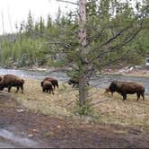 Review photo of Canyon Campground — Yellowstone National Park by Carla S., July 29, 2016