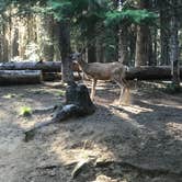 Review photo of Jubilee Lake Campground (Or) — Umatilla National Forest by John 'n Sara D., August 2, 2018