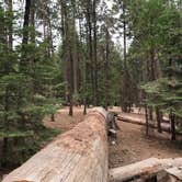 Review photo of Hodgdon Meadow Campground — Yosemite National Park by Winnie H., August 3, 2018