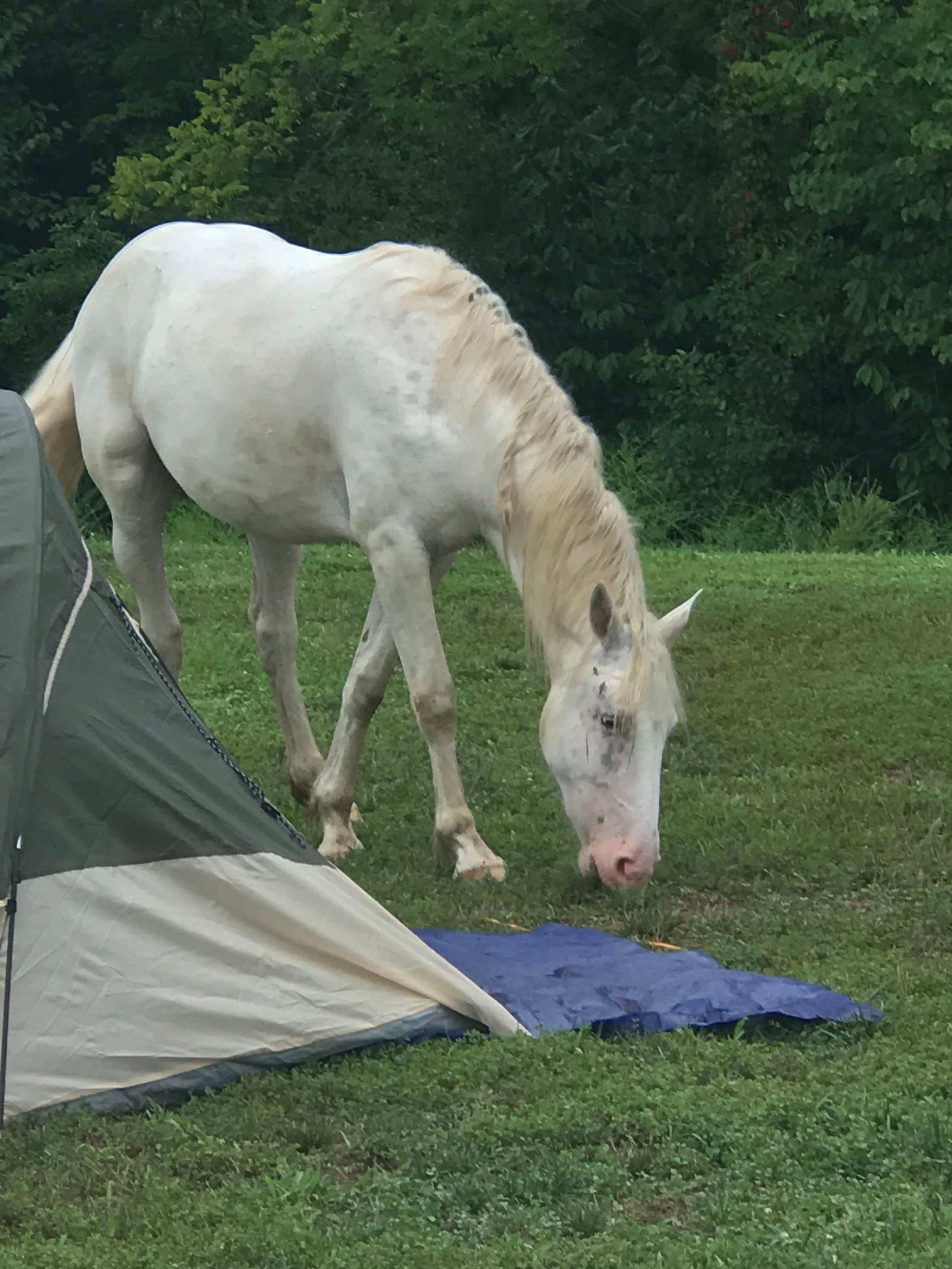 Sage W.'s photo of camping with a horse at Timbuktu Campground — Echo Bluff State Park near Alton, MO