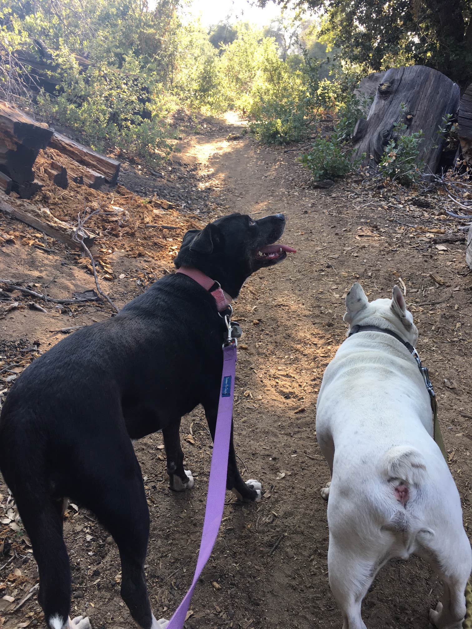 Brittany H.'s photo of camping with pets at Observatory Campground near Cleveland National Forest