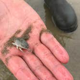 Review photo of Tillicum Beach Campground by Jill T., August 3, 2018