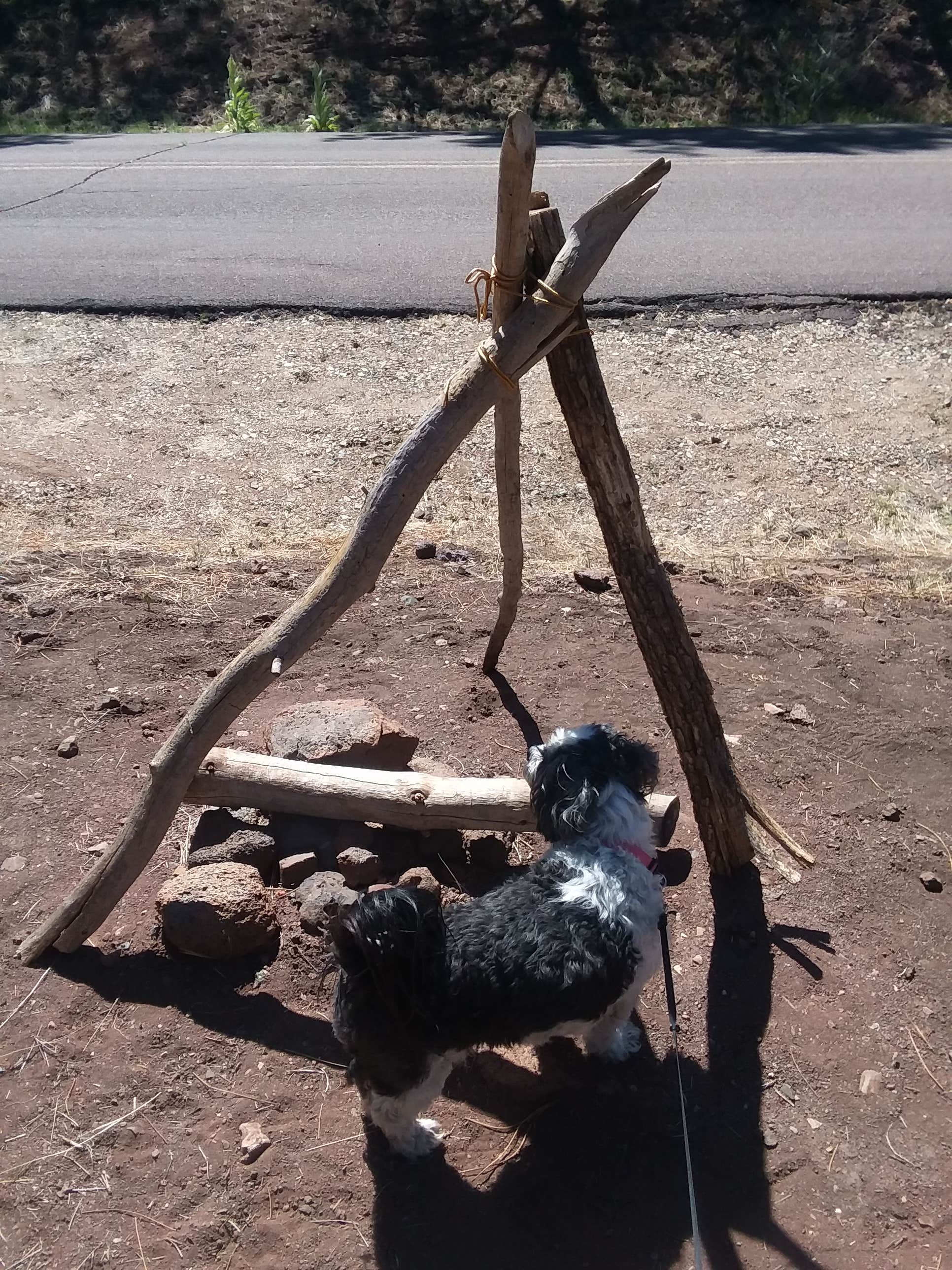Mary P.'s photo of camping with pets at Potato Patch Campground near Cottonwood, AZ