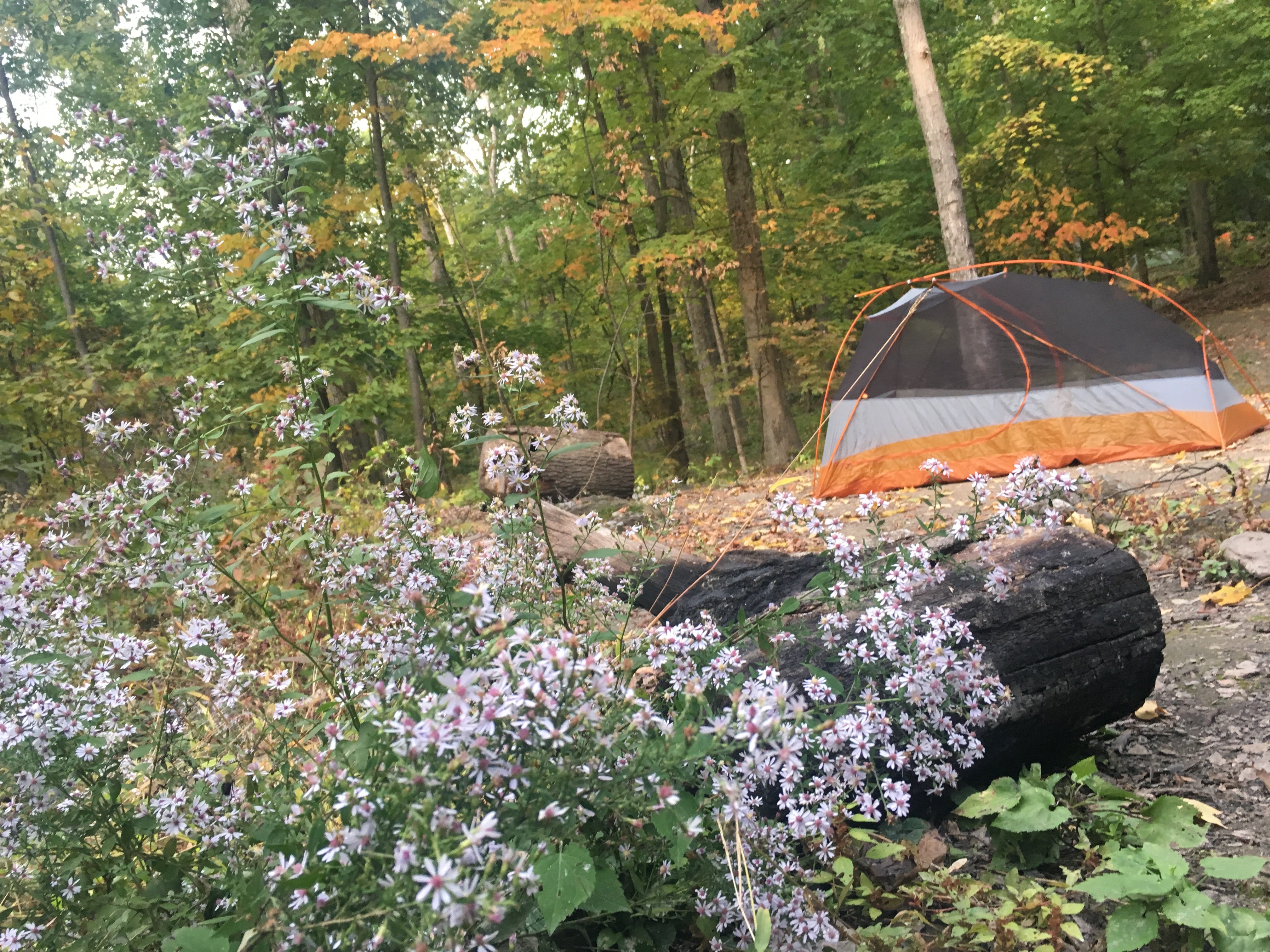 Camper submitted image from Mills Norrie State Park Campground - 3
