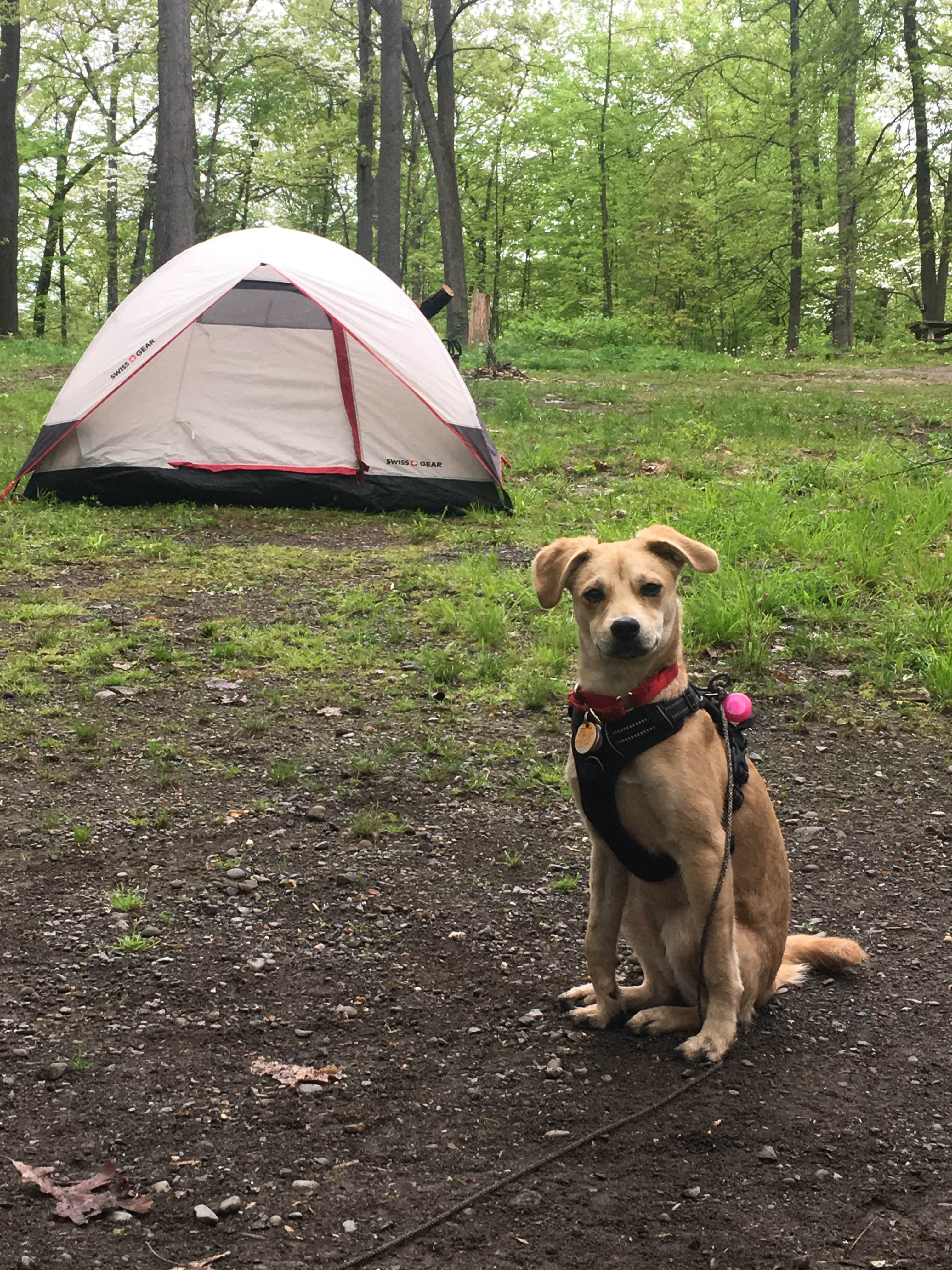 Larissa C.'s photo of camping with pets at Mills Norrie State Park Campground near Poughquag, NY