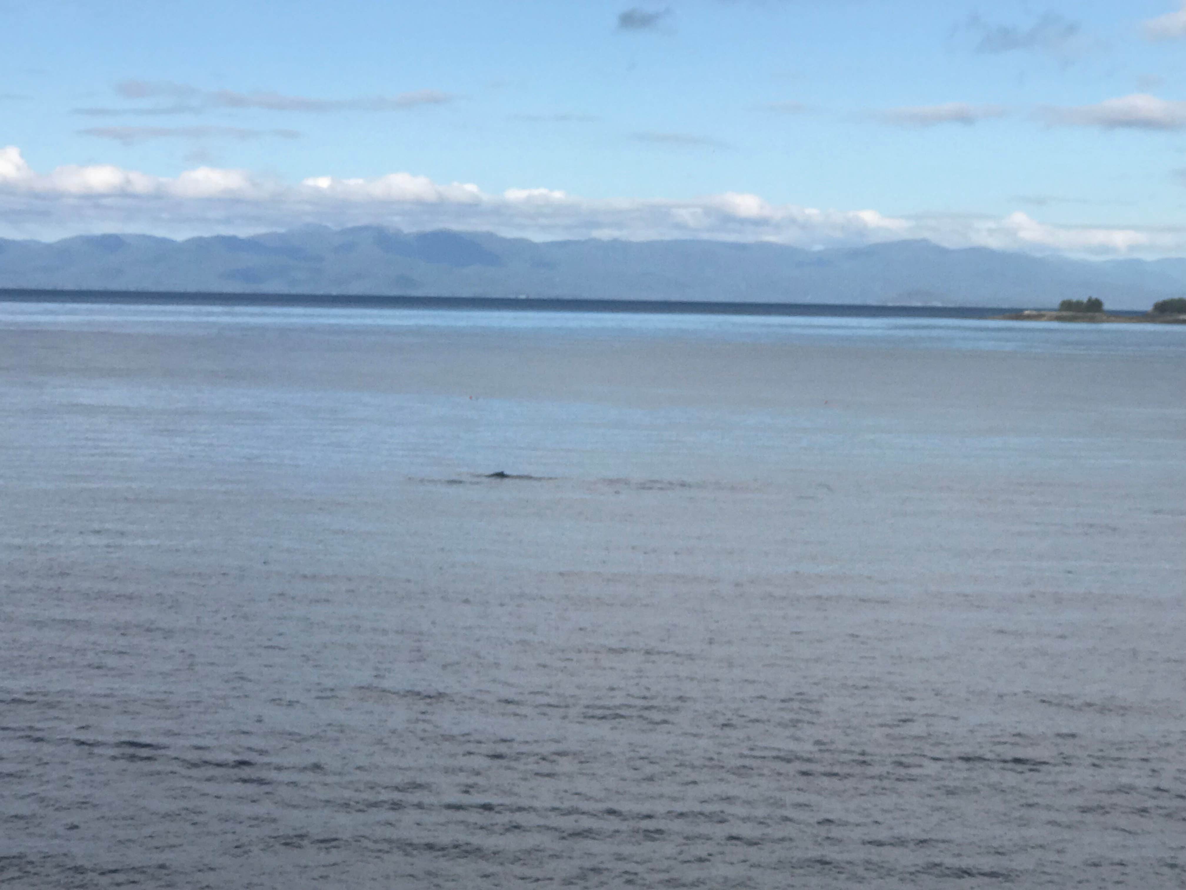 Camper-submitted photo at Settler's Cove State Rec Area Campground near Ketchikan, AK