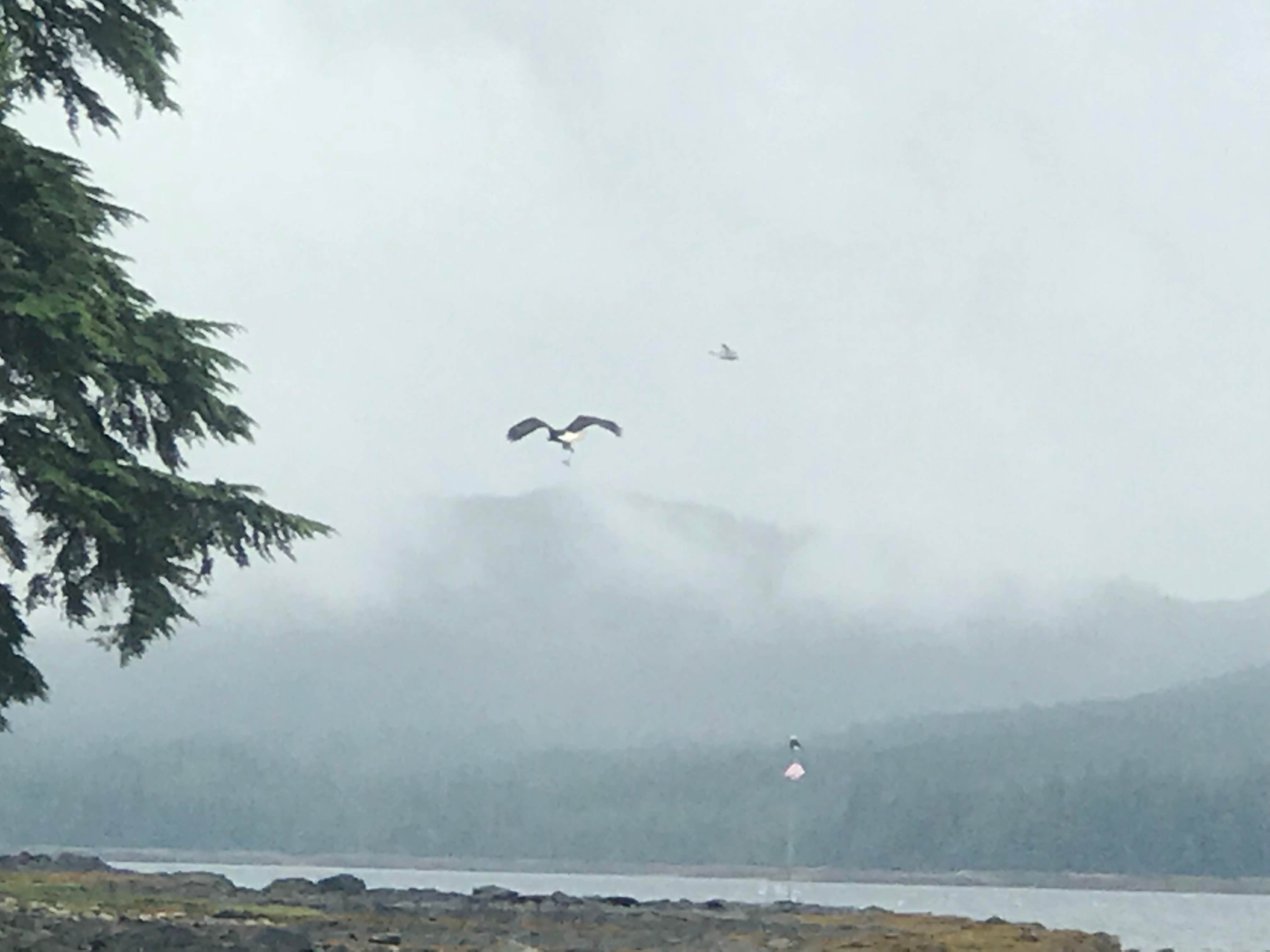Camper-submitted photo at Settler's Cove State Rec Area Campground near Ketchikan, AK