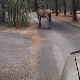 Review photo of Mather Campground — Grand Canyon National Park by phillip L., July 29, 2016