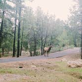 Review photo of Mather Campground — Grand Canyon National Park by phillip L., July 29, 2016