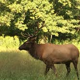 Review photo of Balsam Mountain Campground — Great Smoky Mountains National Park by Kippy N., August 3, 2018