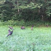Review photo of Balsam Mountain Campground — Great Smoky Mountains National Park by Kippy N., August 3, 2018