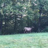 Review photo of Mile High Campground — Great Smoky Mountains National Park by Kippy N., August 3, 2018