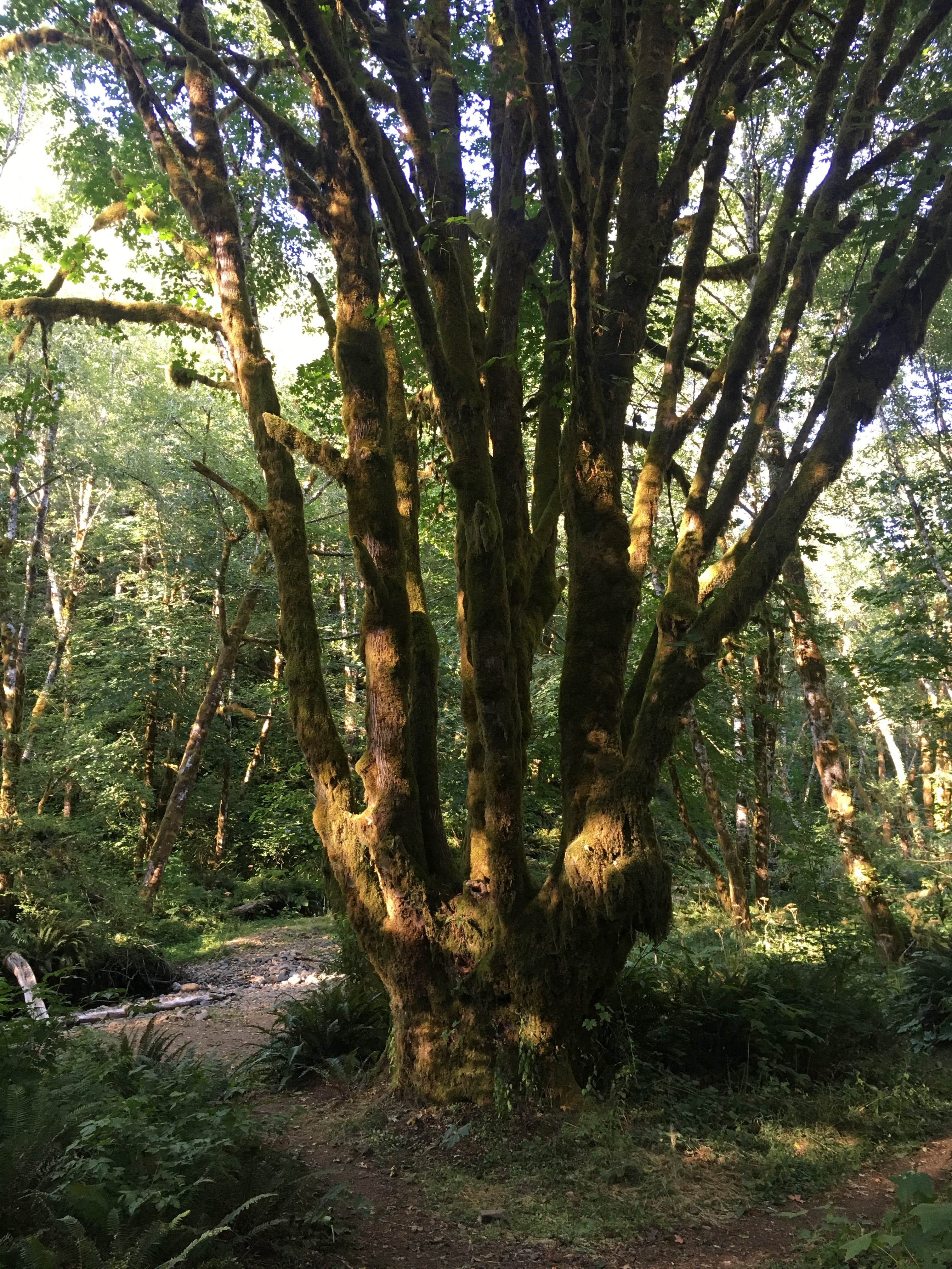 Camper-submitted photo at Tillamook State Forest Nehalem Falls Campground near Nehalem, OR
