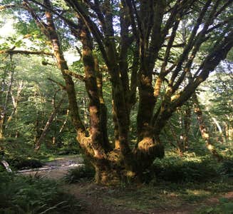 Camper-submitted photo from Tillamook State Forest Nehalem Falls Campground