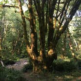 Review photo of Tillamook State Forest Nehalem Falls Campground by Randi C., August 3, 2018