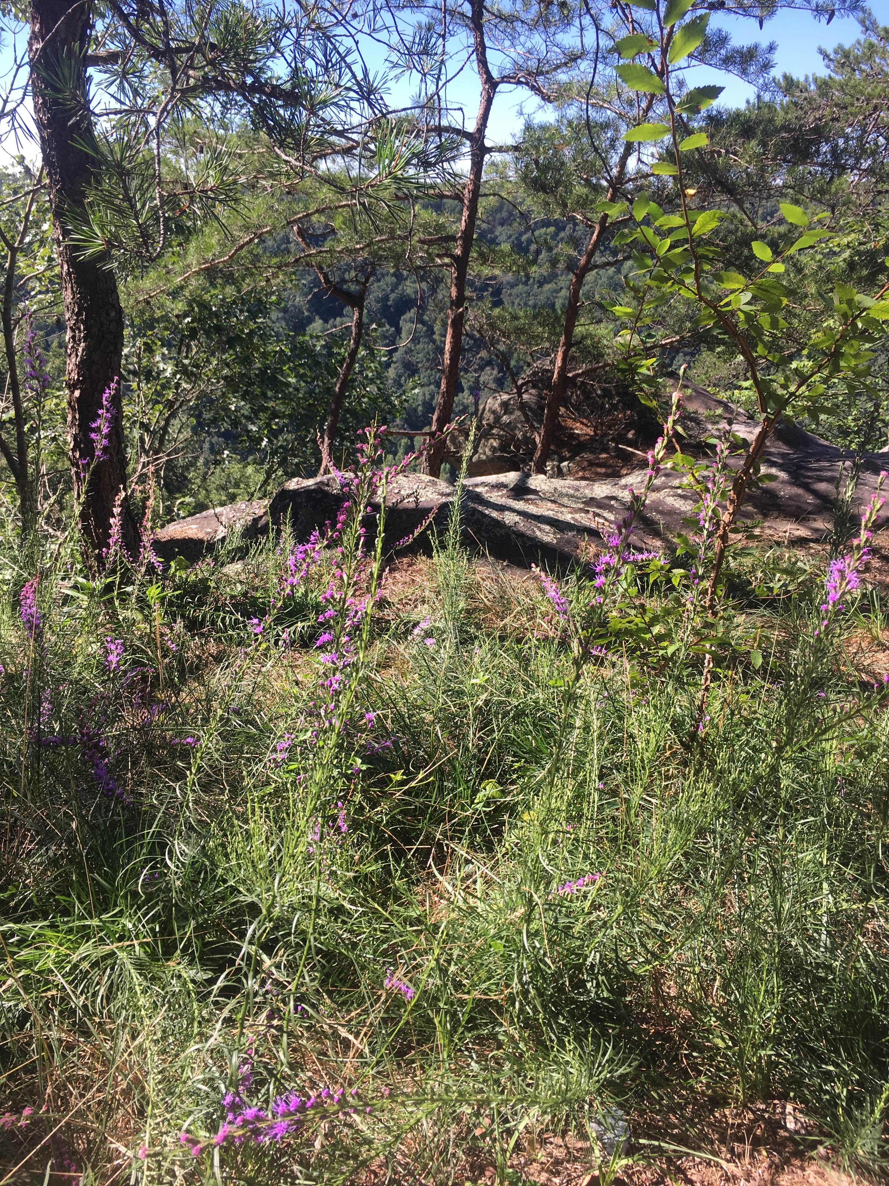 Camper submitted image from Foster Falls Campground — South Cumberland State Park - 1