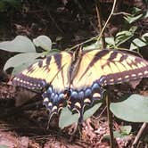 Review photo of Foster Falls Campground — South Cumberland State Park by Amber A., August 3, 2018