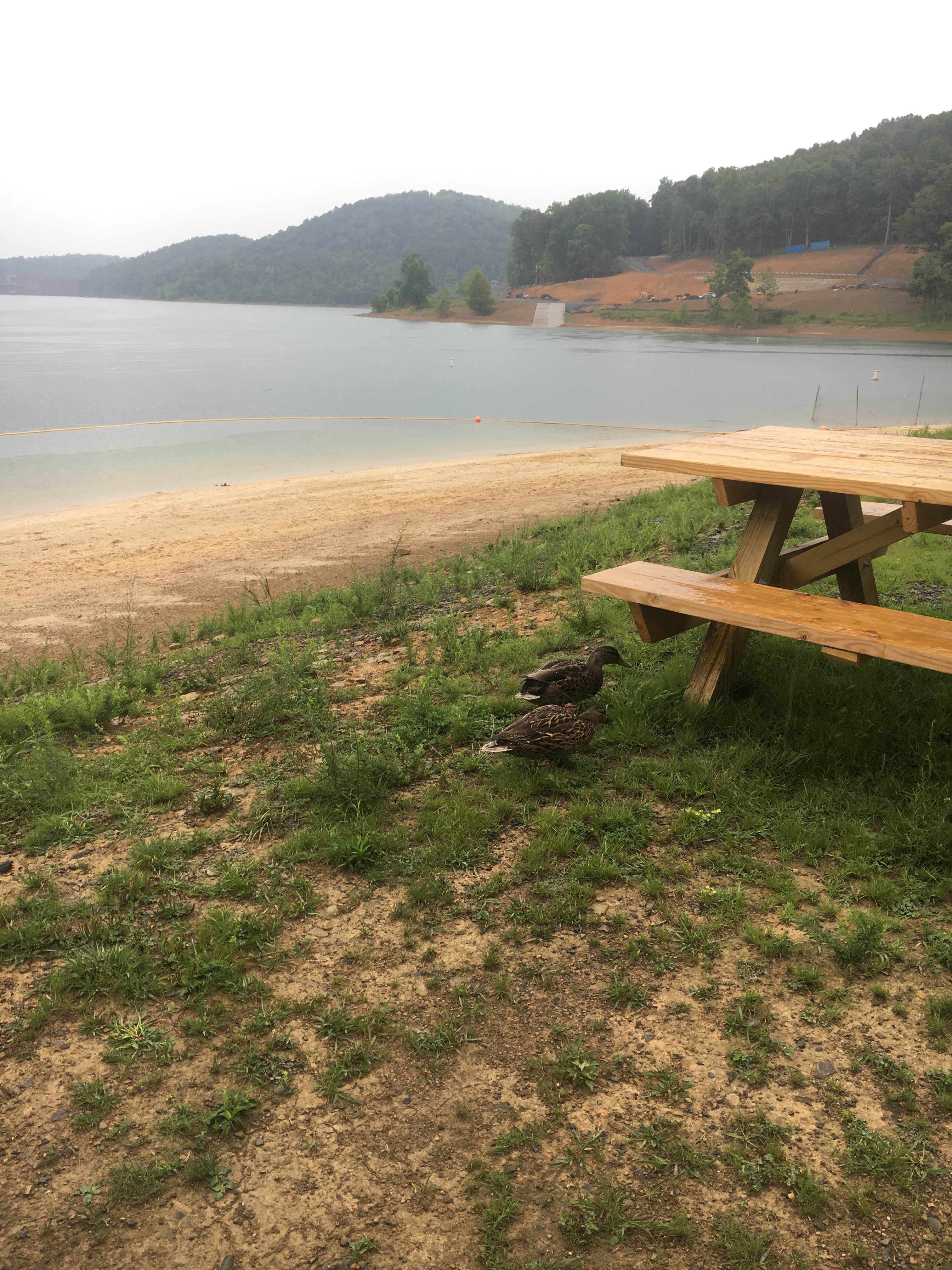 Camper submitted image from Tygart Lake State Park Campground - 3