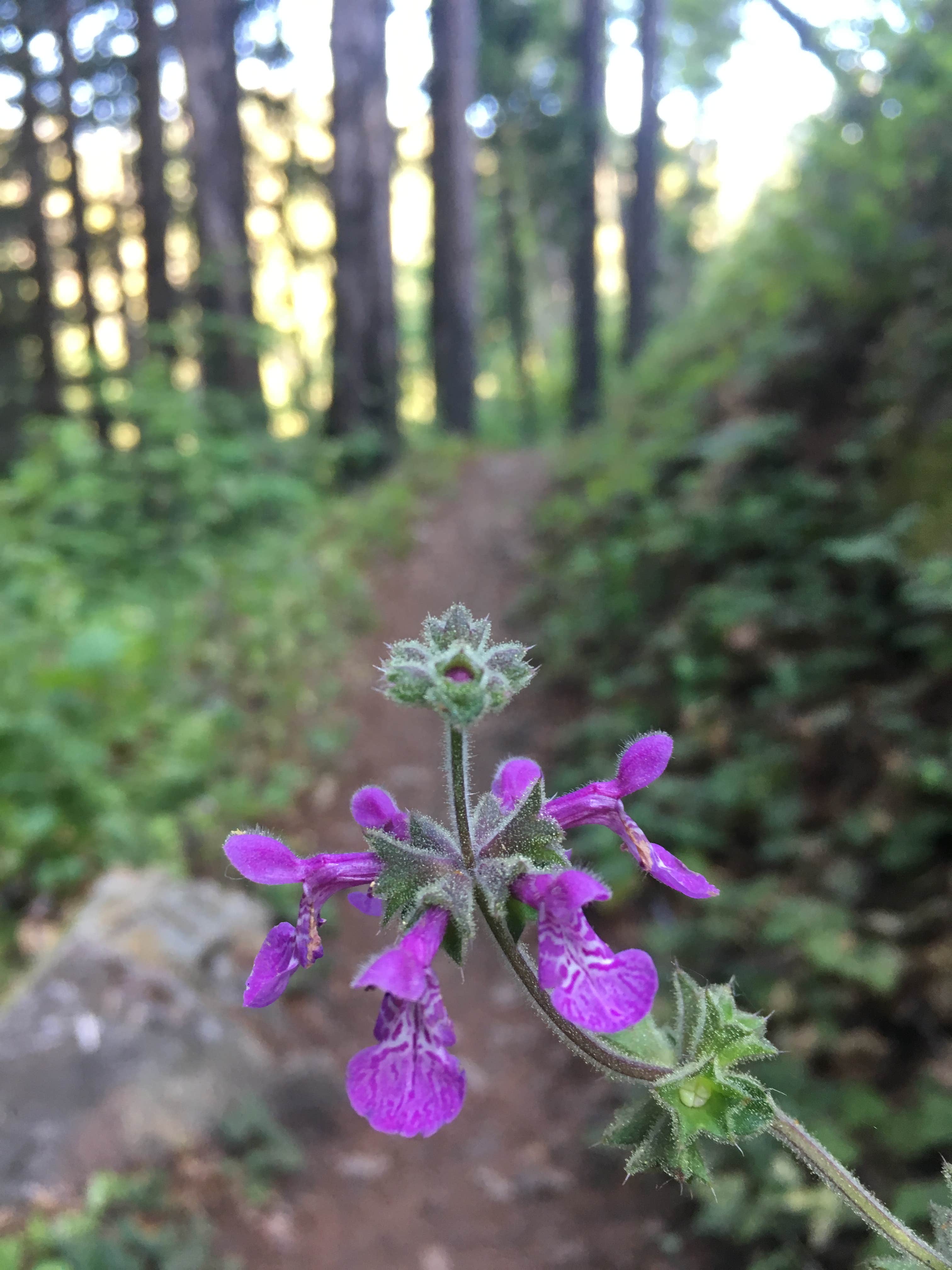 Camper-submitted photo at Limekiln State Park Campground — TEMPORARILY CLOSED near Fort Hunter Liggett, CA