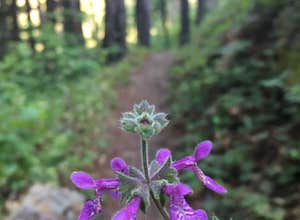 Limekiln State Park Campground