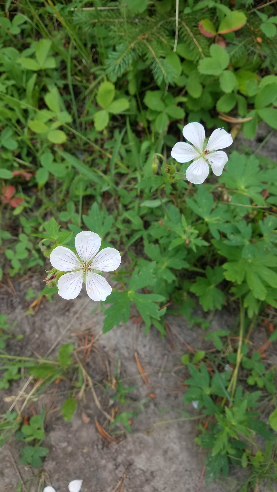 Camper-submitted photo at Henrys Lake State Park Campground in Idaho