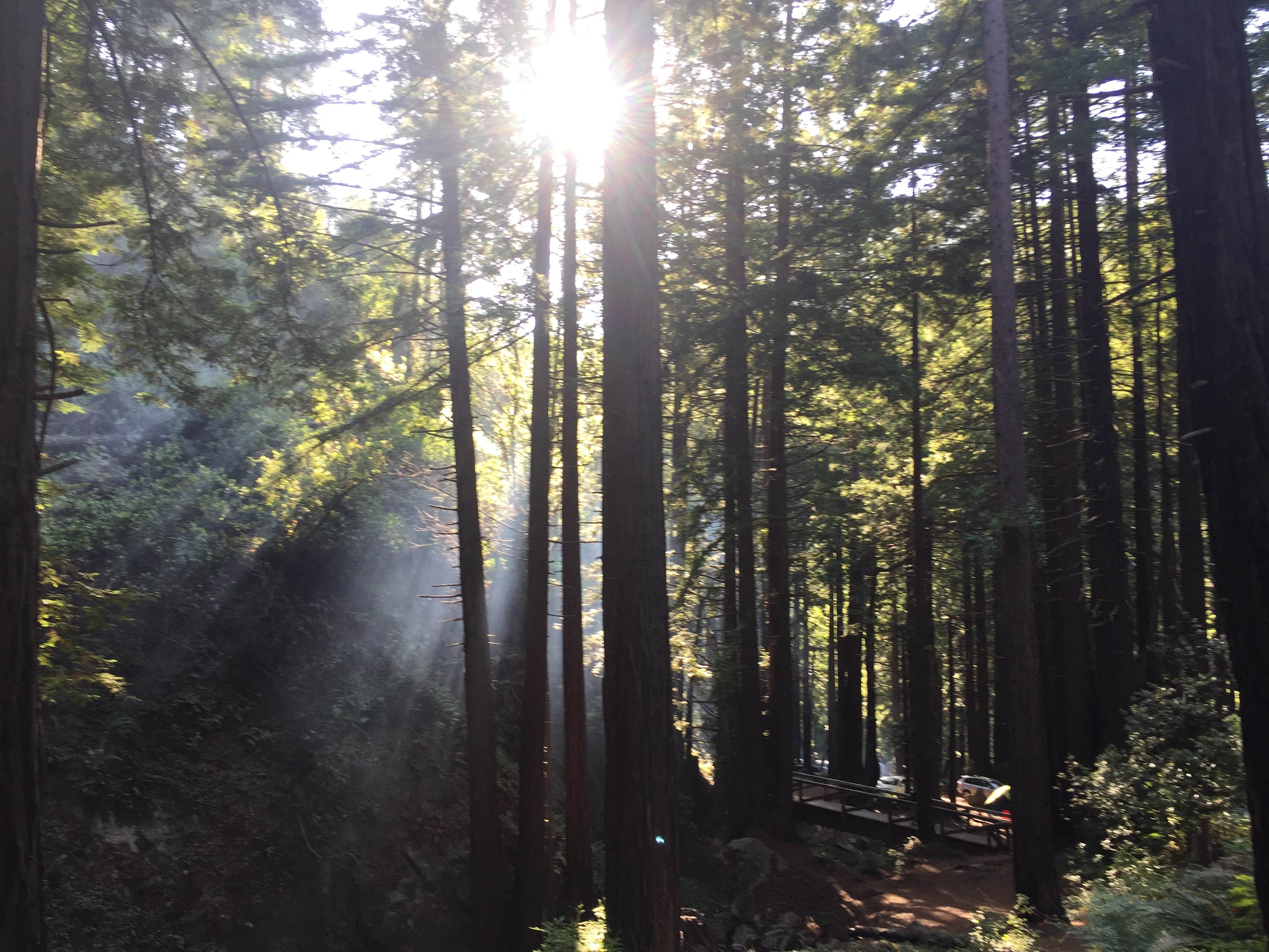 Camper-submitted photo at Limekiln State Park Campground — TEMPORARILY CLOSED near Lucia, CA