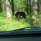 Review photo of Cades Cove Campground by Ginger S., August 4, 2018