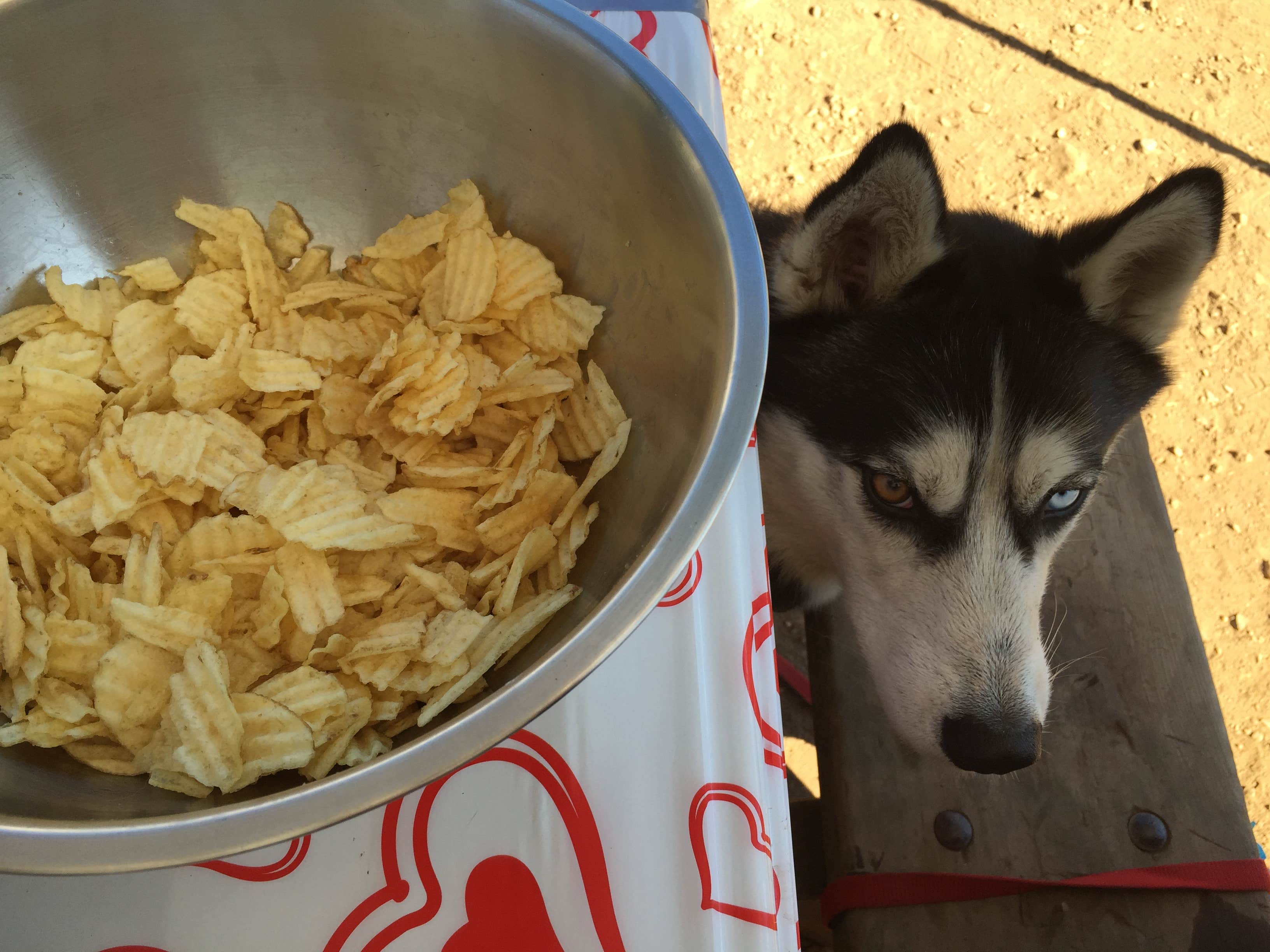 Jenn R.'s photo of camping with pets at Limekiln State Park Campground — TEMPORARILY CLOSED near Big Sur, CA