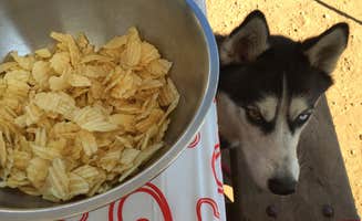 Jenn R.'s photo of camping with pets at Limekiln State Park Campground — TEMPORARILY CLOSED near Lucia, CA