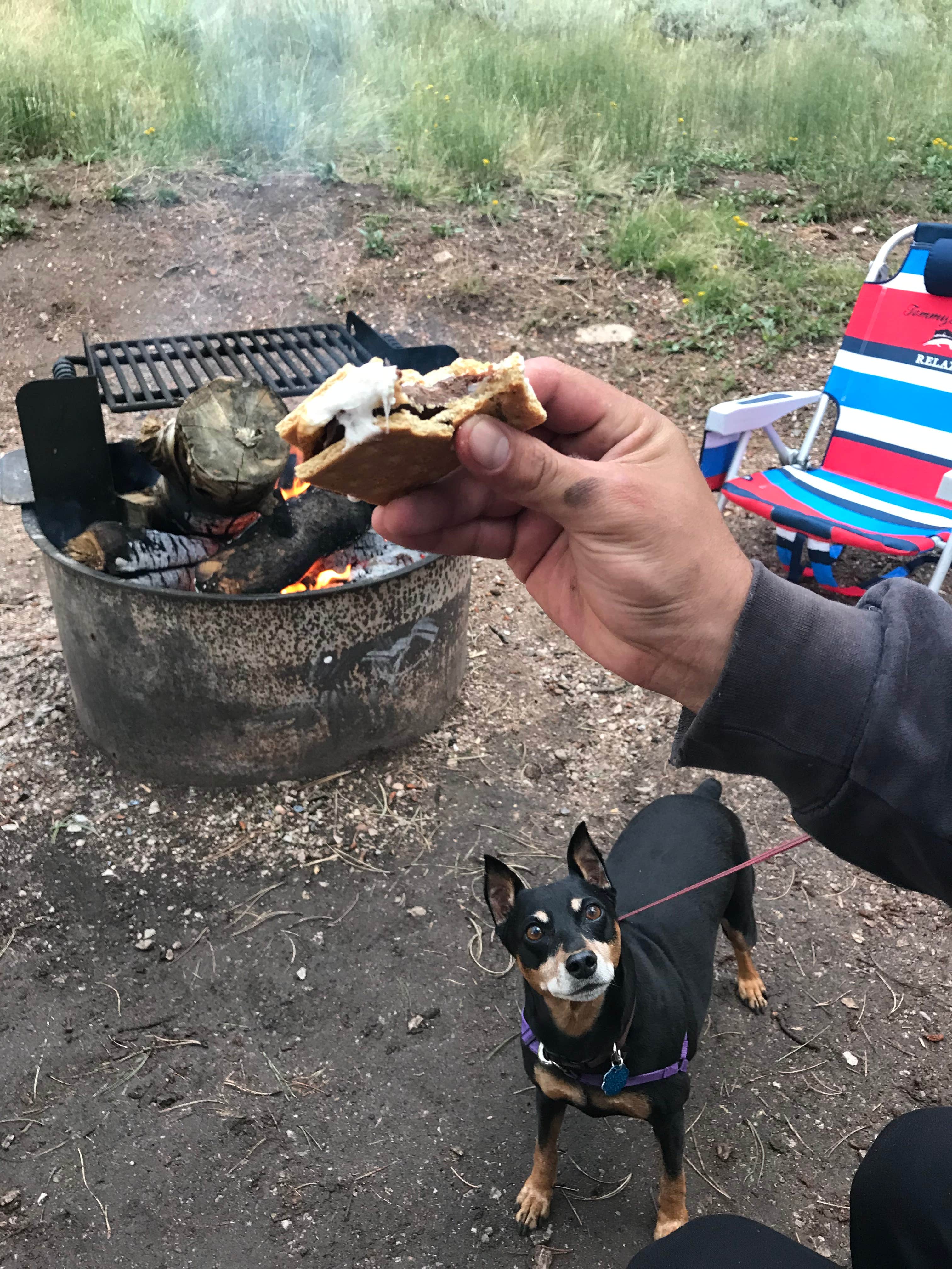 Corrin S.'s photo of camping with pets at West Lake near Livermore, CO