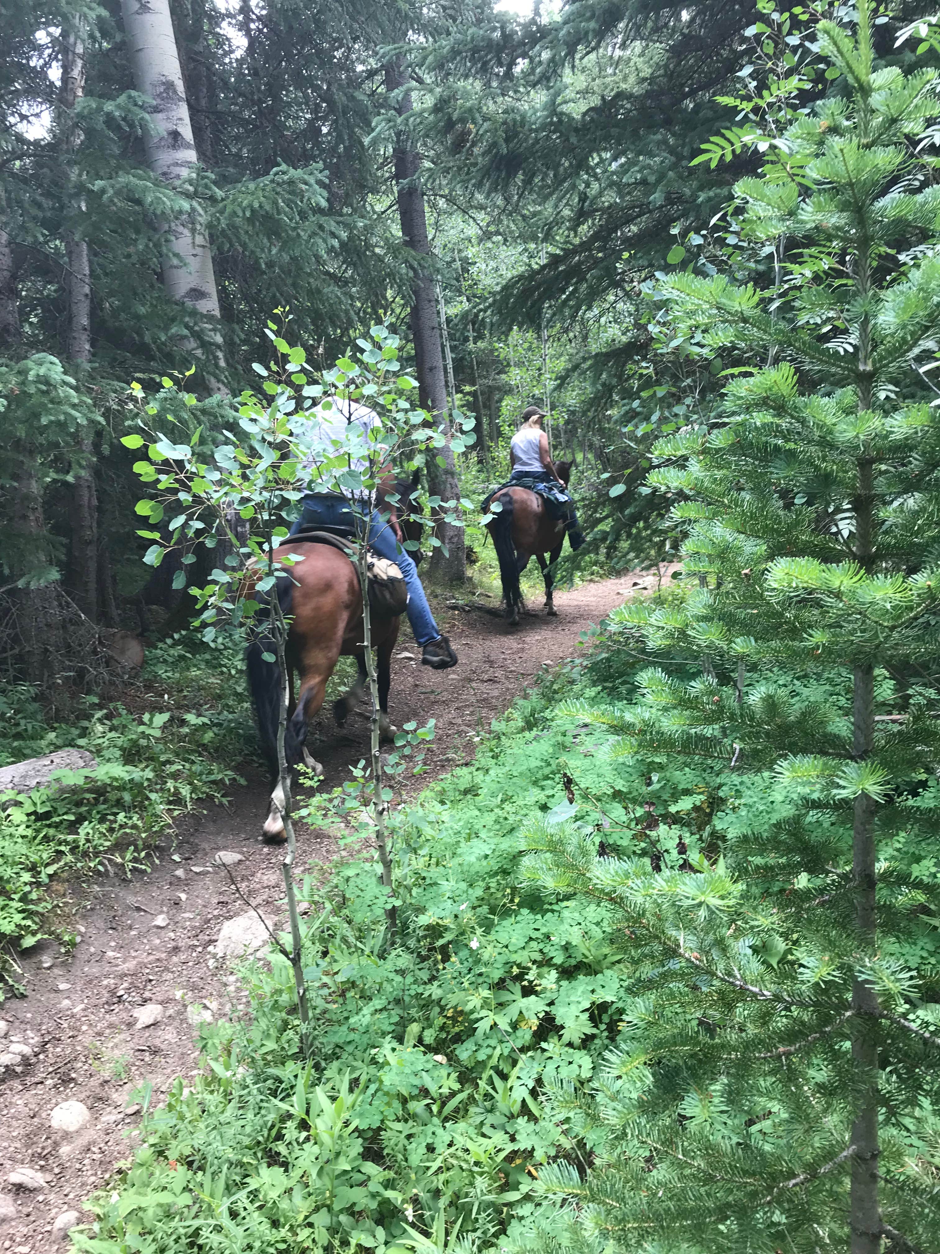 Corrin S.'s photo of camping with a horse at Camp Dick near Idaho Springs, CO